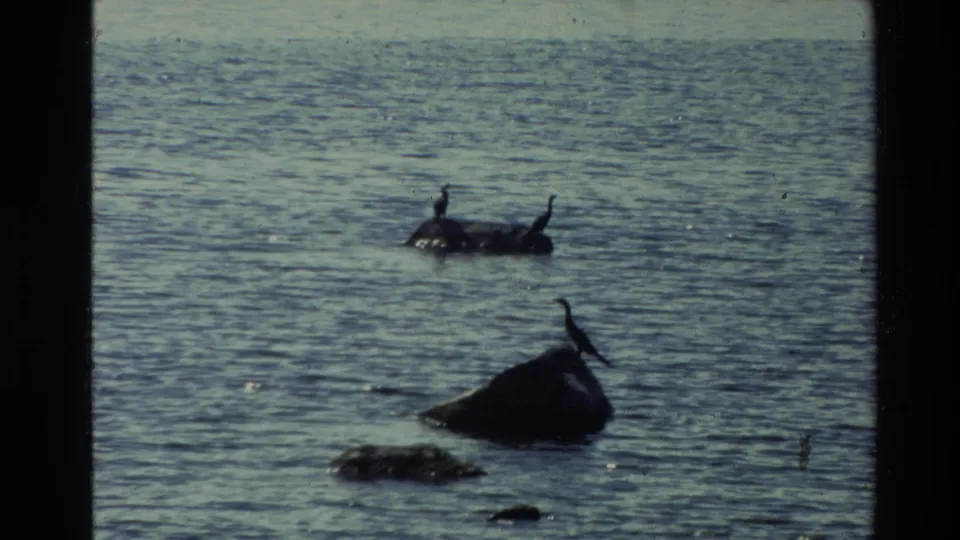 1981 New Zealand 8mm frame showing birds on rocks in shallow coastal water with muted color and visible film grain.