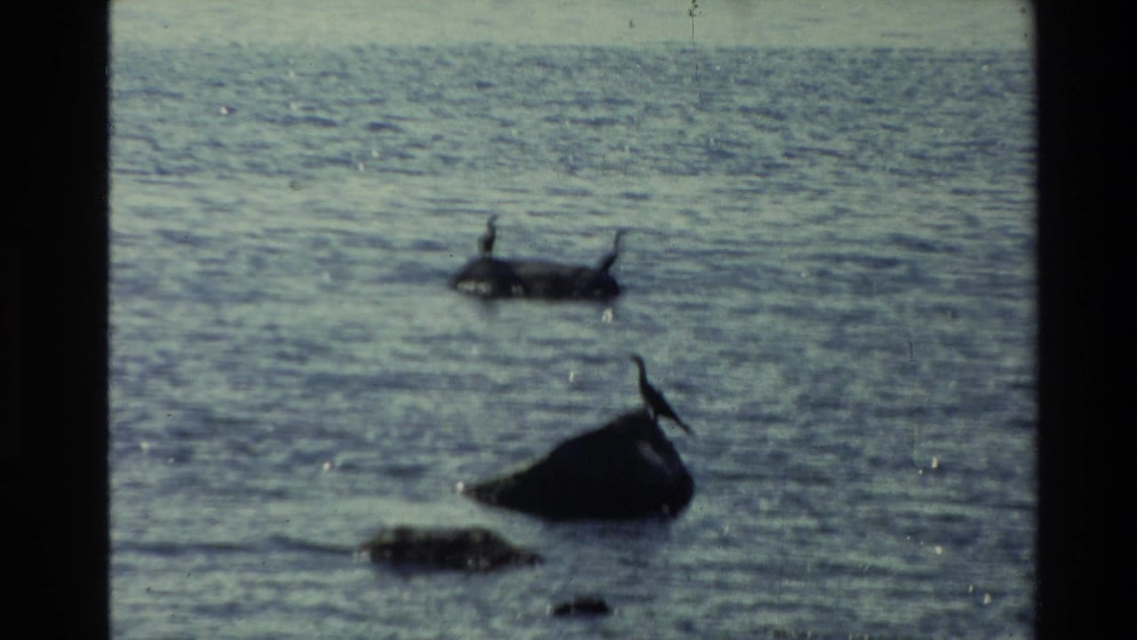 Birds stand on rocks above calm water with a darker rock in the foreground.