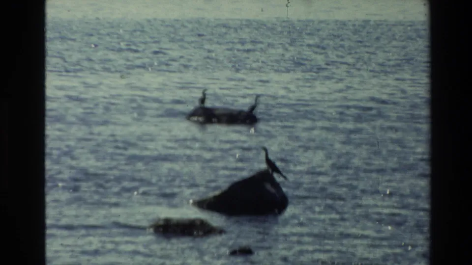 Birds perch on low rocks in New Zealand coastal water, seen in a soft 8mm home-movie frame from 1981.