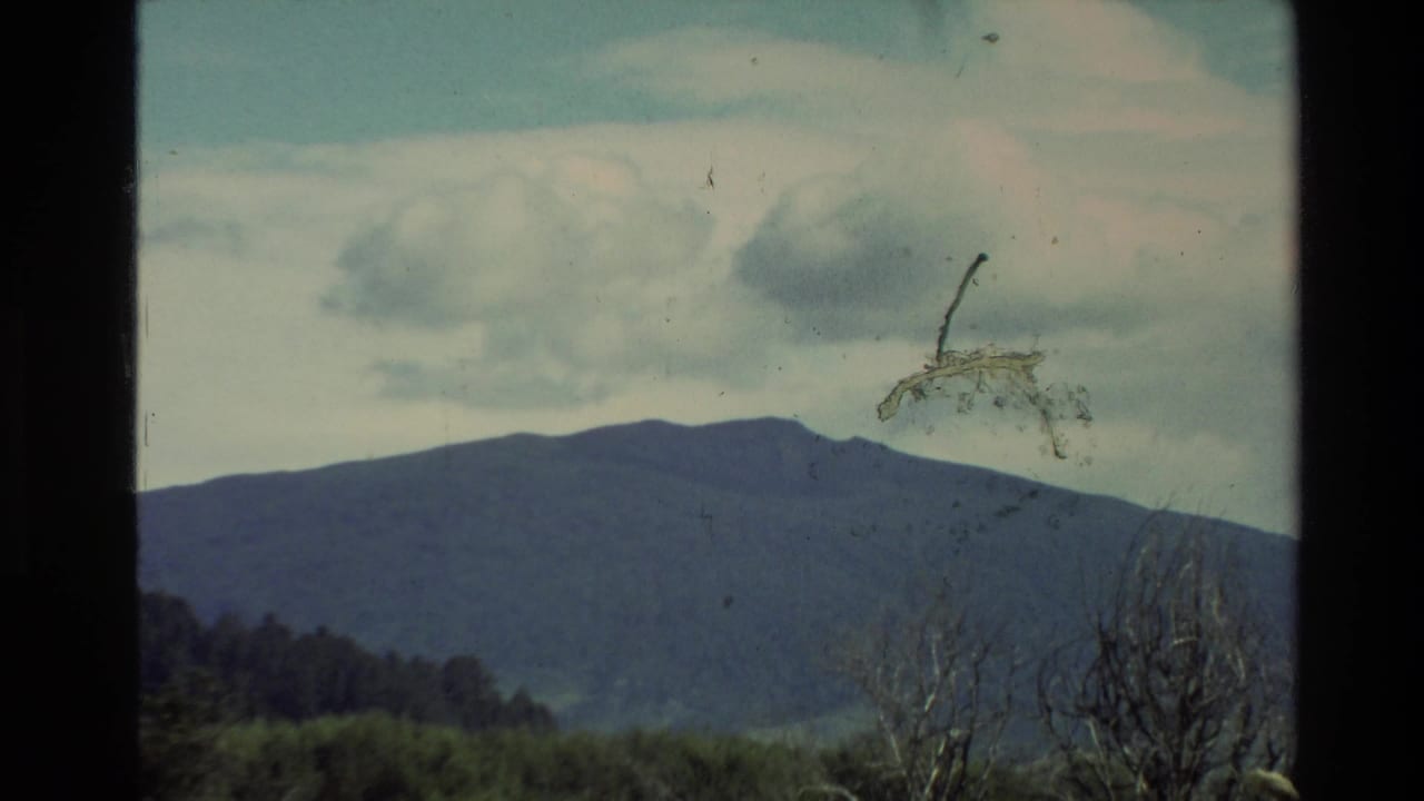 1981 New Zealand 8mm frame showing a distant pine-covered mountain ridge under heavy clouds, with bare foreground branches and film wear visible.
