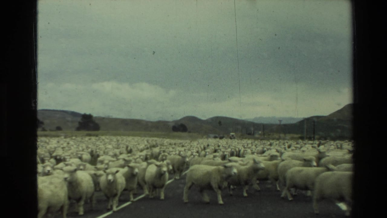 1981 New Zealand 8mm frame showing a dense sheep flock moving along a rural road through a valley.