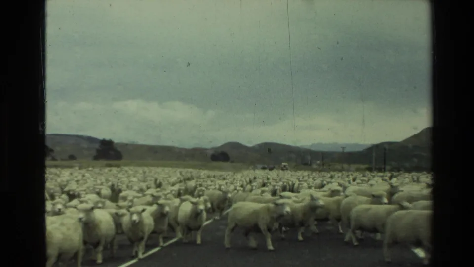 1981 New Zealand 8mm frame showing a dense sheep flock moving along a rural road through a valley.