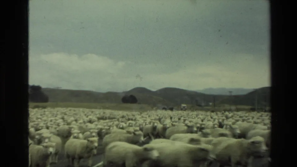Home-movie frame from 1981 New Zealand showing sheep packed across a rural valley road, seen from a vehicle viewpoint.
