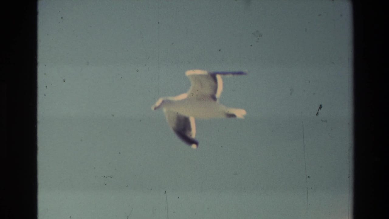 A seagull flies through a pale New Zealand sky in 1982 8mm home-movie footage, with the sea and coastline mostly out of view.