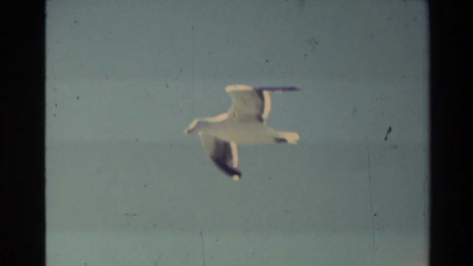 A seagull flies through a pale New Zealand sky in 1982 8mm home-movie footage, with the sea and coastline mostly out of view.