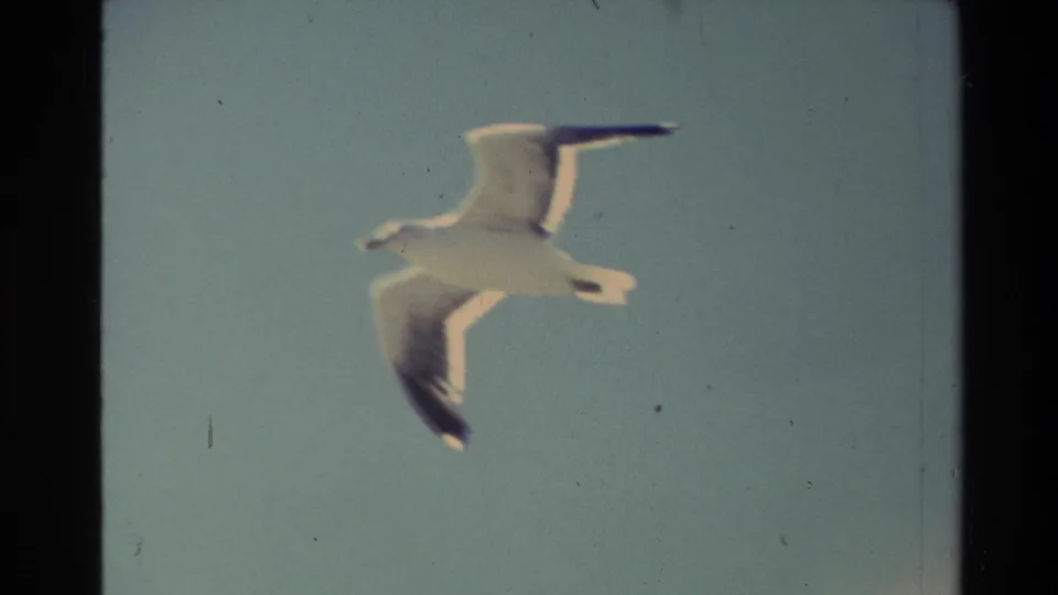 A white and gray seagull glides across the pale sky in 1982 New Zealand 8mm footage, with visible film border and dust marks.