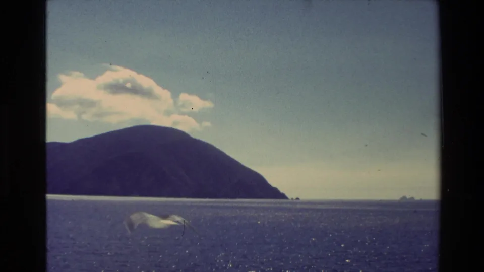 A New Zealand coastal mountain and calm sea appear in 1982 8mm footage as a blurred seagull passes low near the water.