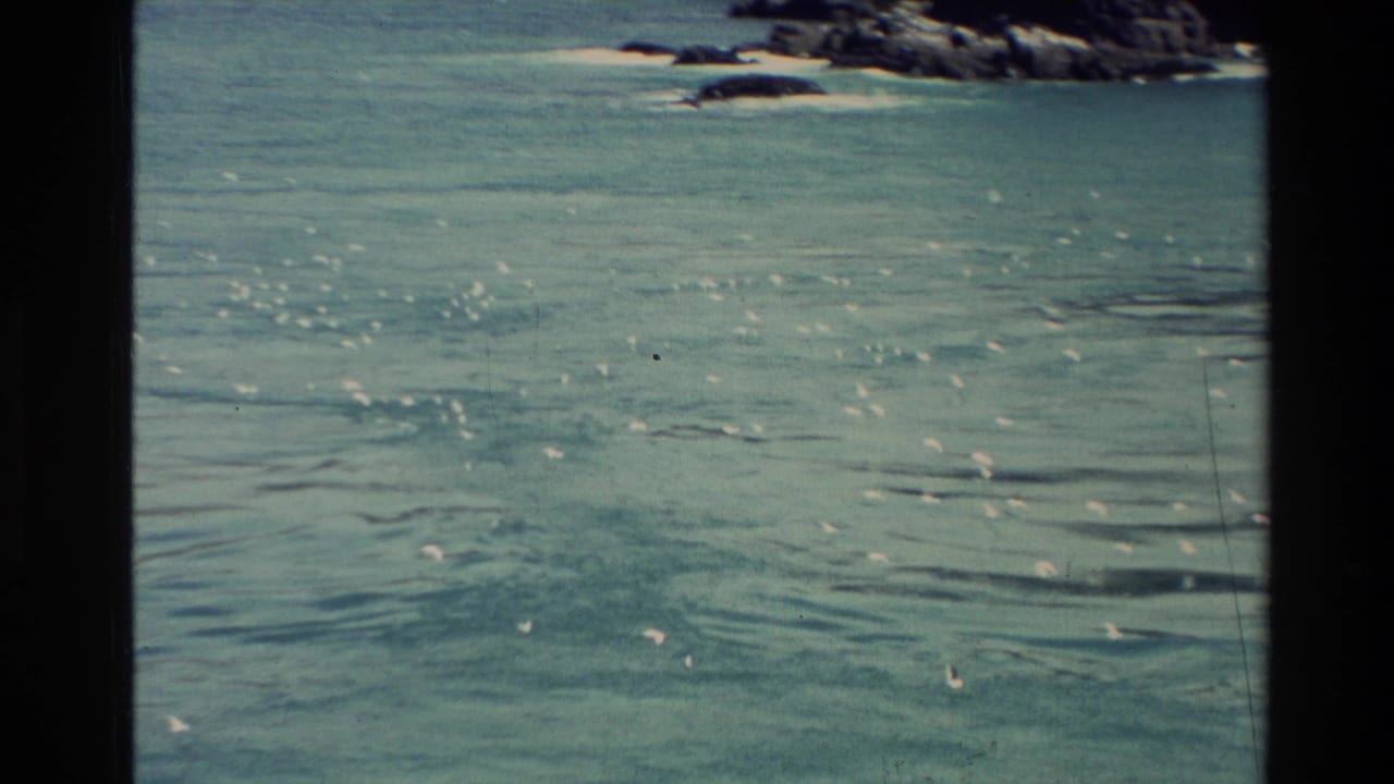 1982 New Zealand 8mm frame showing white seabirds across turquoise coastal water near dark rocky outcrops.