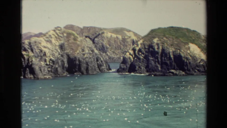 1982 New Zealand coastal frame with rugged cliffs, calm turquoise water, and a flock of small white seabirds in the foreground.