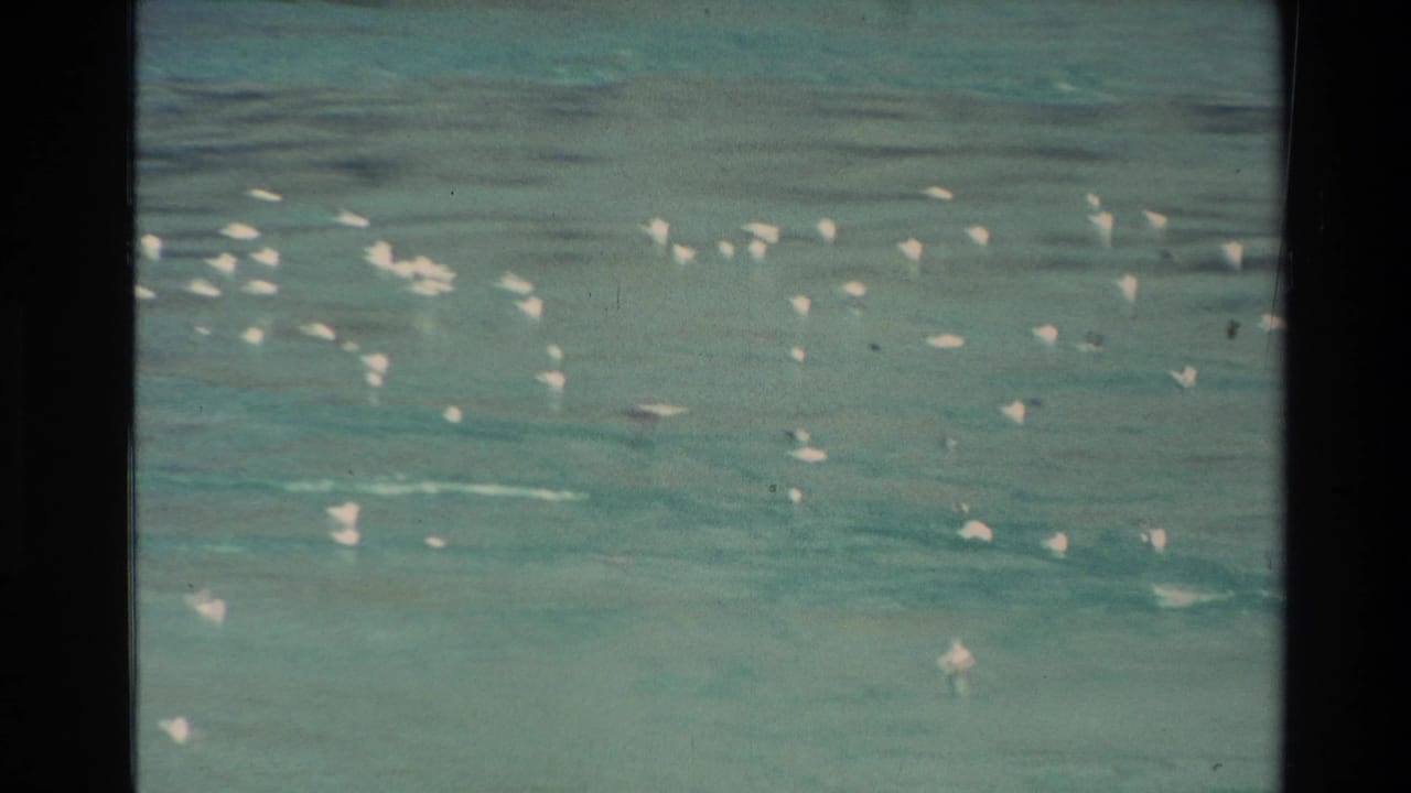 1982 New Zealand home-movie frame showing turquoise water from a boat, with scattered white foam or bird-like specks on the surface.