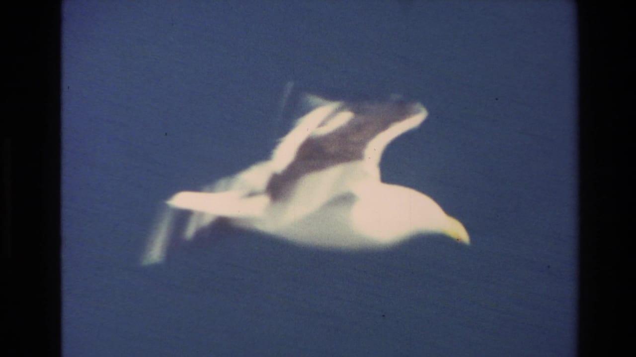 White seabird flying against a deep blue sky.