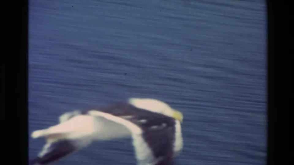 White seabird flies close to rippled ocean water in a soft, grainy 8mm coastal frame.