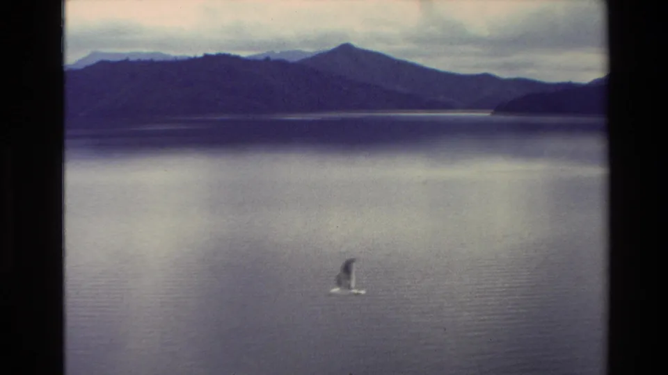 1982 New Zealand 8mm frame showing a seagull flying low over calm lake water against distant mountain silhouettes.