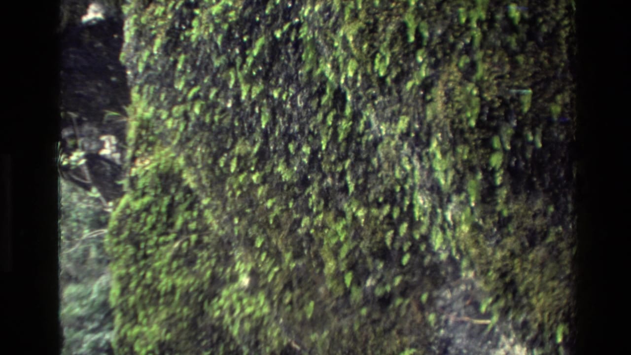 Close handheld 8mm view of moss and small plants clinging to a dark New Zealand rock face.