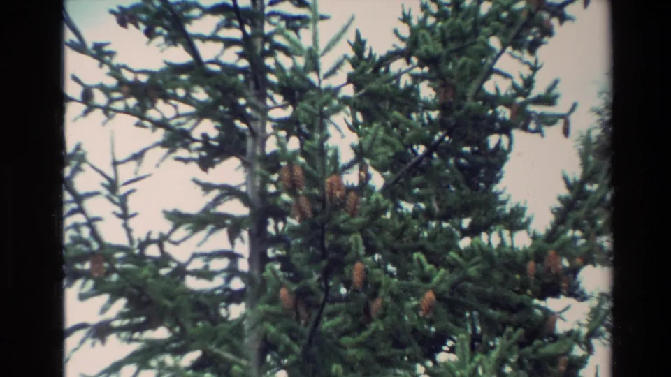 Close 1982 New Zealand 8mm frame of pine branches and pinecones, used as a natural cutaway after the lake views.