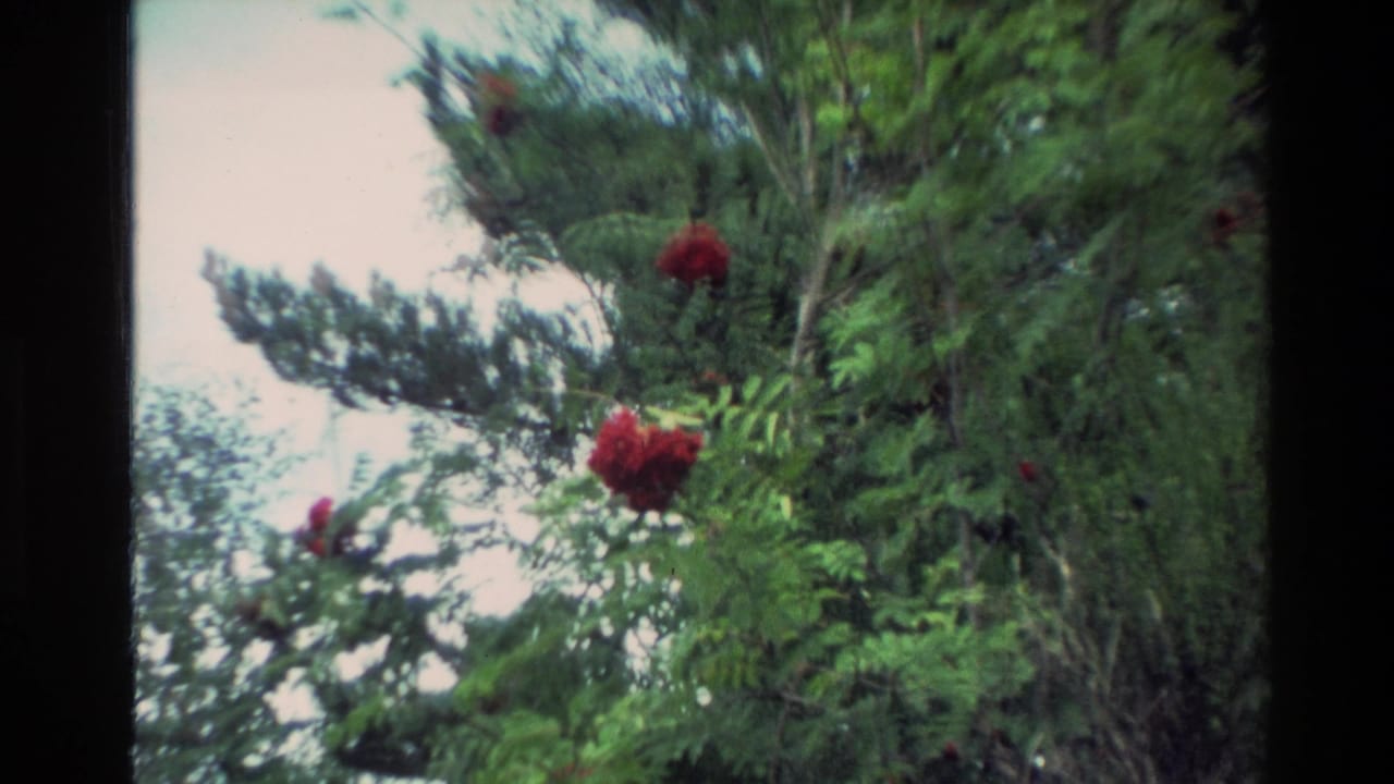 Red flowers and green foliage beside a bright lakeside or hillside view.