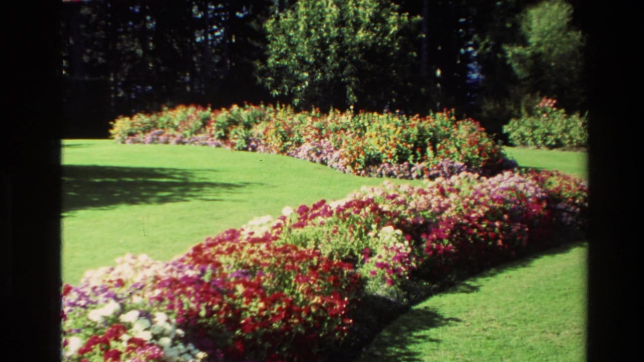1982 New Zealand 8mm frame showing landscaped flower beds curving across a sunlit lawn with dark trees behind.