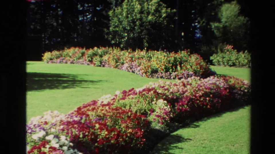 Visitor-shot 8mm view of colorful flower beds and trimmed lawn in a New Zealand garden setting, with shaded trees beyond.