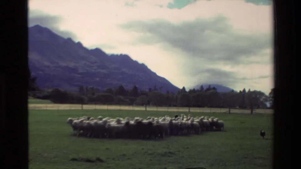 1982 New Zealand rural scene with a sheep flock in pasture, a small dog nearby, trees, and mountains behind.