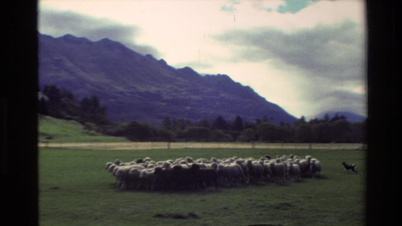 Flock of sheep in a green field with mountains and cloudy sky behind.