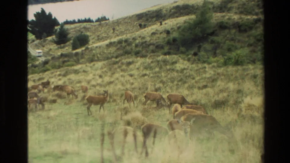 1982 New Zealand 8mm frame showing multiple deer grazing and moving across an open hillside at Deer Park Heights.