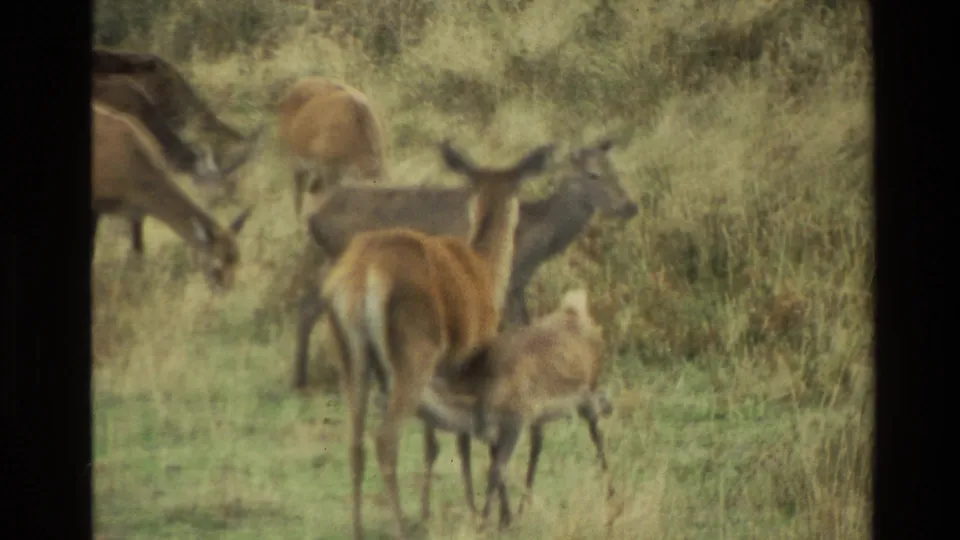 Close 1982 New Zealand 8mm view of does and young deer clustered in tall grass at Deer Park Heights.