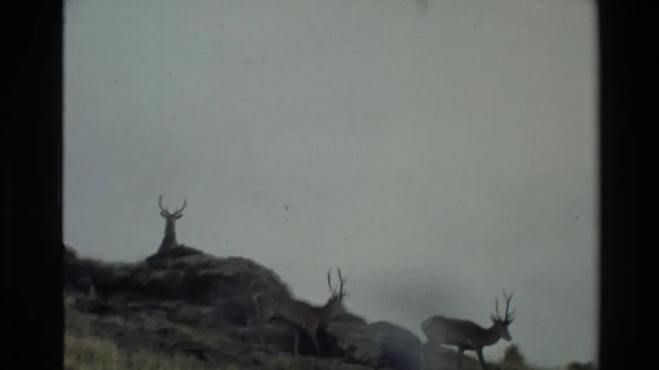 1982 New Zealand 8mm frame showing antlered stags standing along a dark rocky ridge under a pale sky.