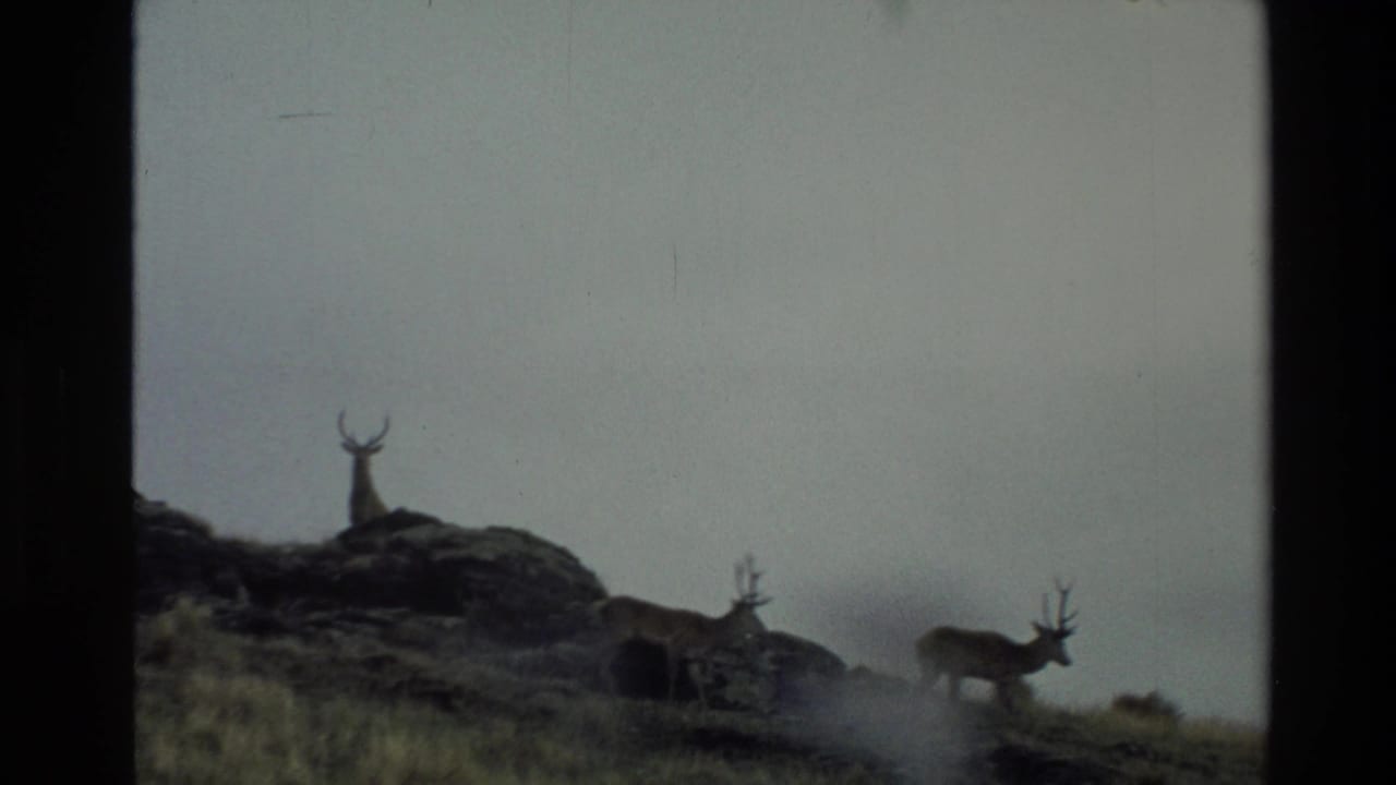 1982 New Zealand 8mm frame showing distant antlered animals on rocky ground in cloudy mountain weather.