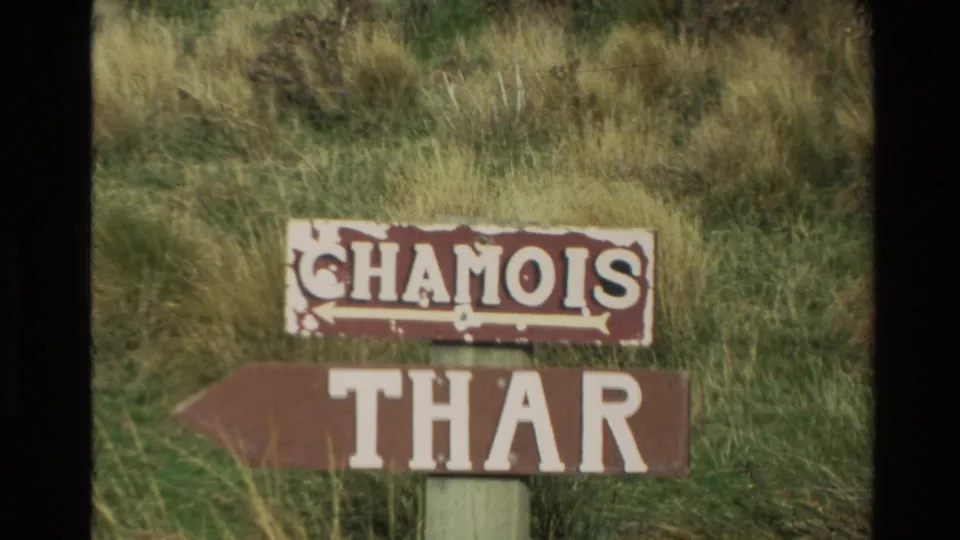 1982 New Zealand 8mm frame with a weathered directional sign reading Chamois and Thar among mountain grass.