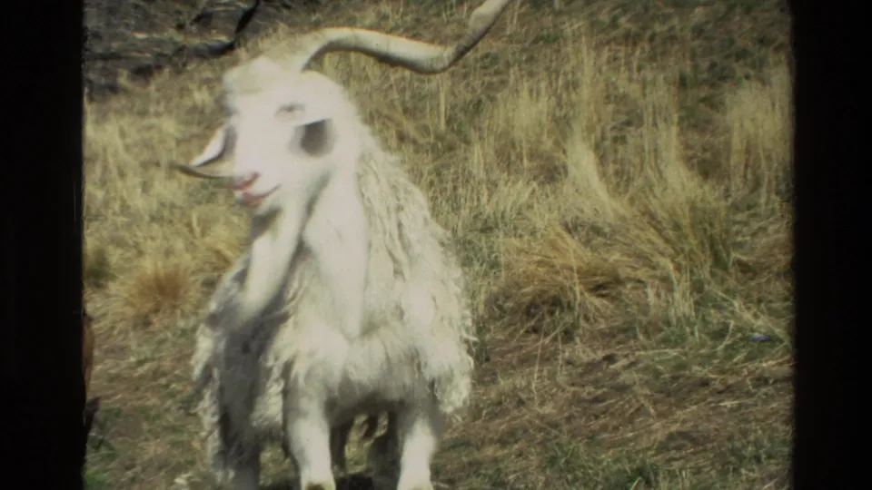 1982 New Zealand 8mm frame showing a white long-haired mountain goat or thar in dry alpine grass.
