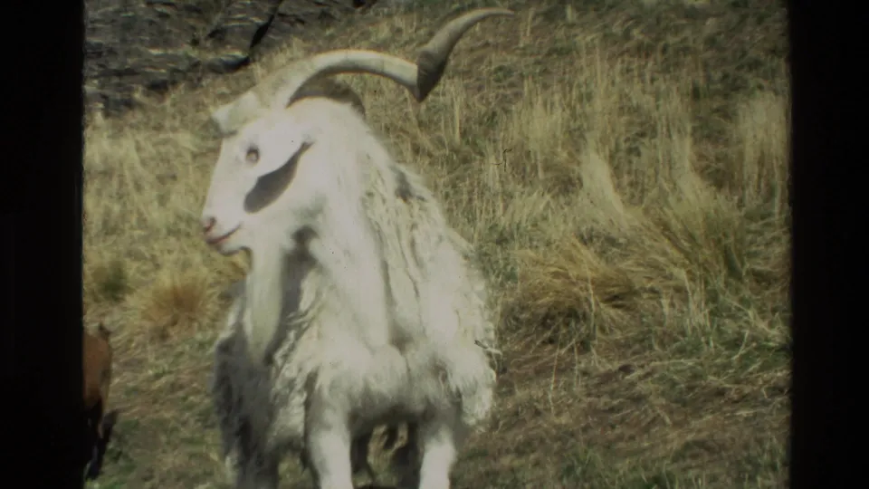 1982 New Zealand 8mm frame of a white long-haired mountain goat or thar framed close against dry grass.