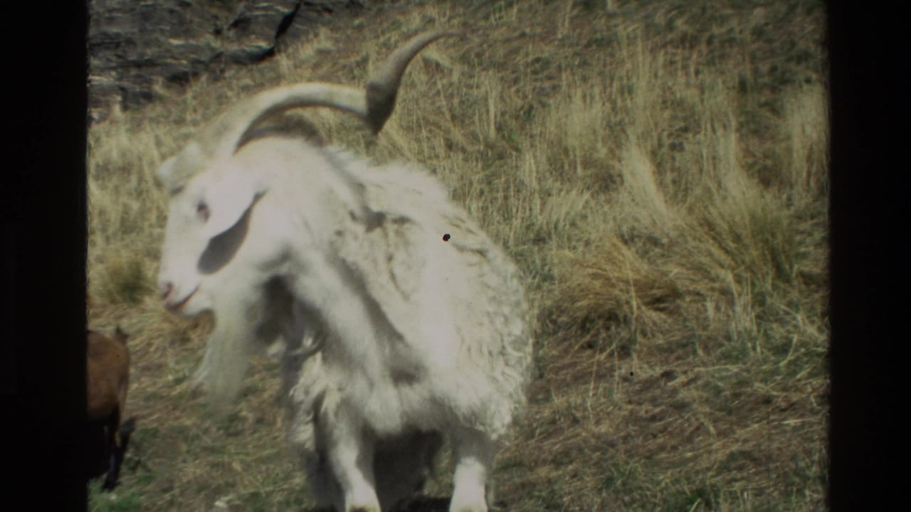 1982 New Zealand home-movie frame showing a white long-horned sheep with shaggy fleece on a grassy mountain slope.