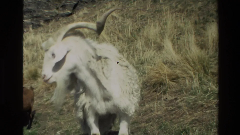 1982 New Zealand home-movie frame showing a white long-horned sheep with shaggy fleece on a grassy mountain slope.