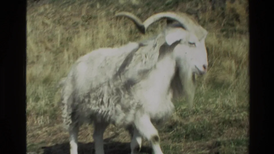 White long-horned sheep in profile on a grassy New Zealand slope, recorded in soft 8mm color footage from 1982.
