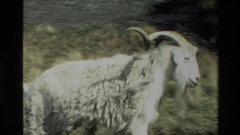 Close 1982 home-movie frame of a white long-horned sheep with shaggy fleece on a mountain slope in New Zealand.