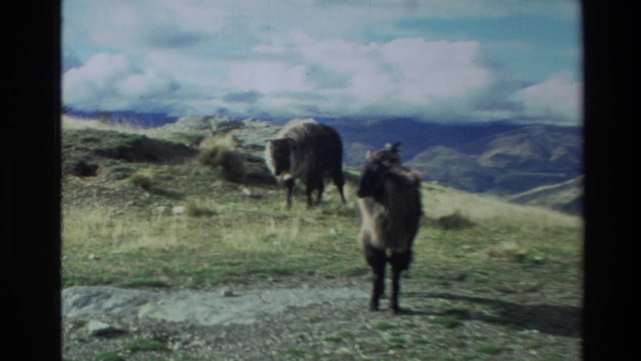 1982 New Zealand 8mm frame showing horned brown sheep on a rugged grassy slope beneath cloudy mountain skies.