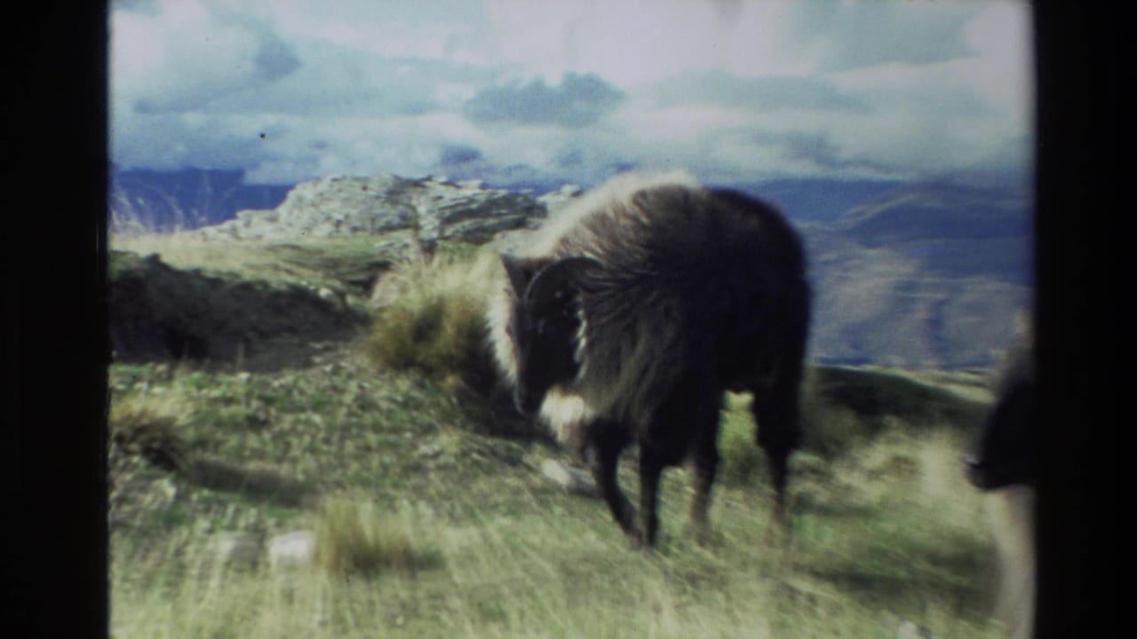 A horned brown sheep stands near rocks and grass on a mountain slope.