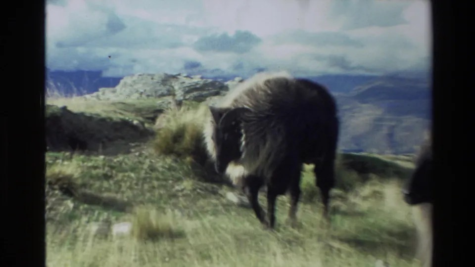 1982 New Zealand home-movie frame with a horned brown sheep near low rocks, grass, and distant ridgelines.