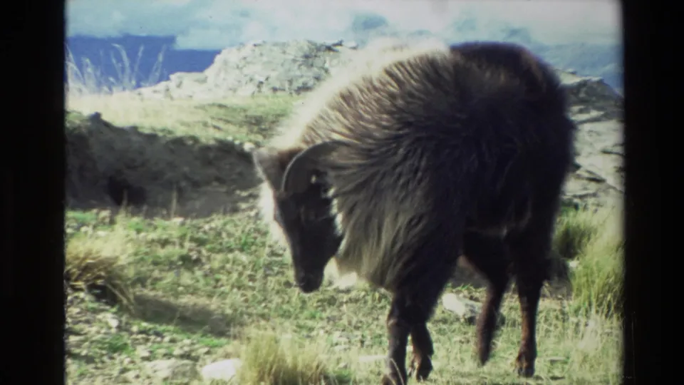 Close 1982 New Zealand 8mm frame of a horned brown sheep grazing on uneven grass beside rocks.