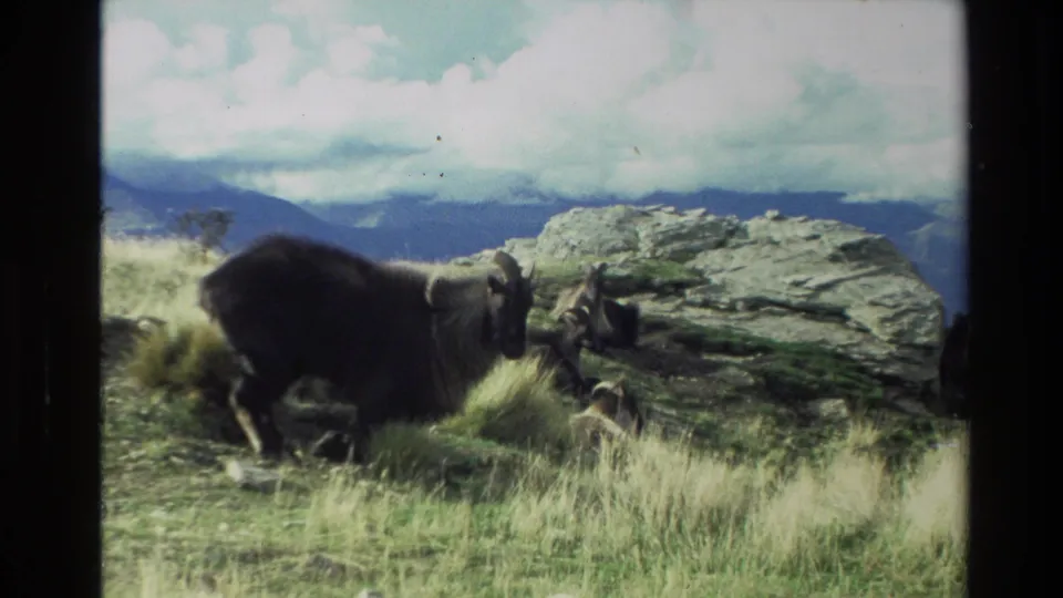 1982 New Zealand 8mm frame showing horned sheep near a large rock on a grassy mountain slope.