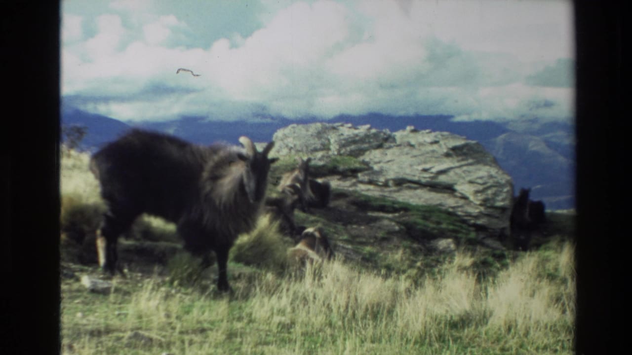 Dark horned goat standing in tall grass near a large boulder on a mountain slope.