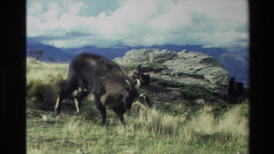 1982 New Zealand 8mm frame of a horned goat moving through alpine grass beside a large boulder under clouds.