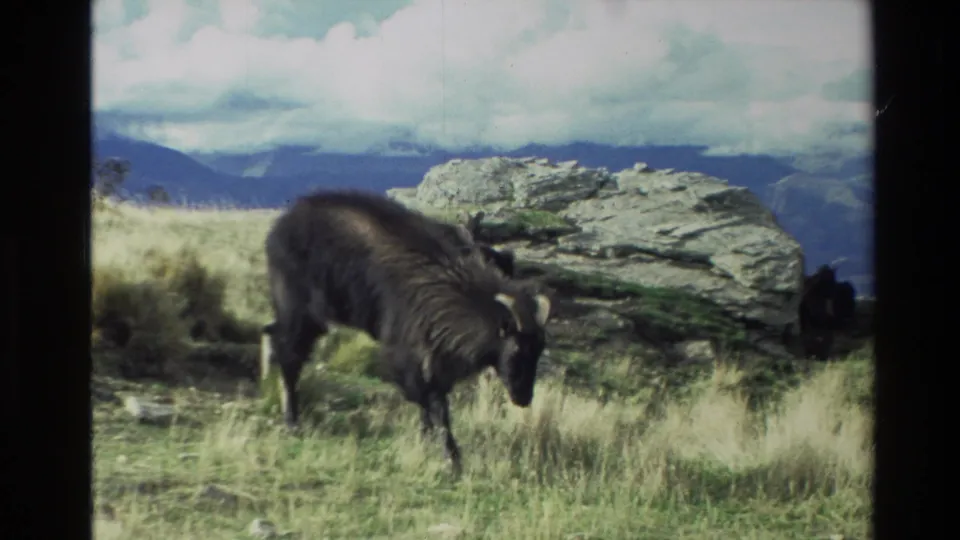 1982 New Zealand 8mm frame showing the goat crossing grass in front of a pale boulder and distant mountain range.
