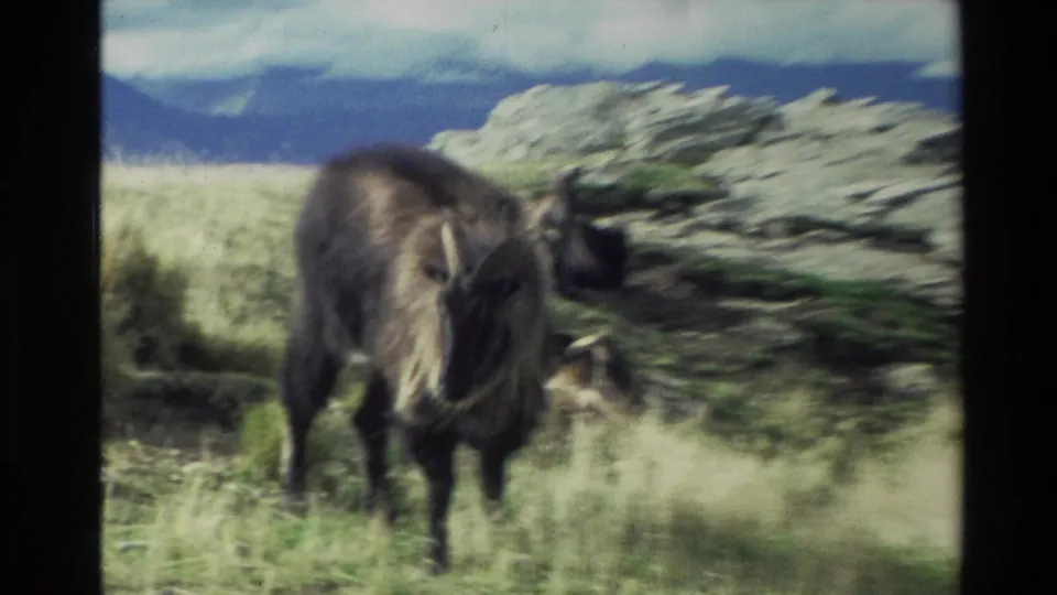 1982 New Zealand 8mm frame with the dark horned goat closer to camera, softened by motion blur against grass and rock.