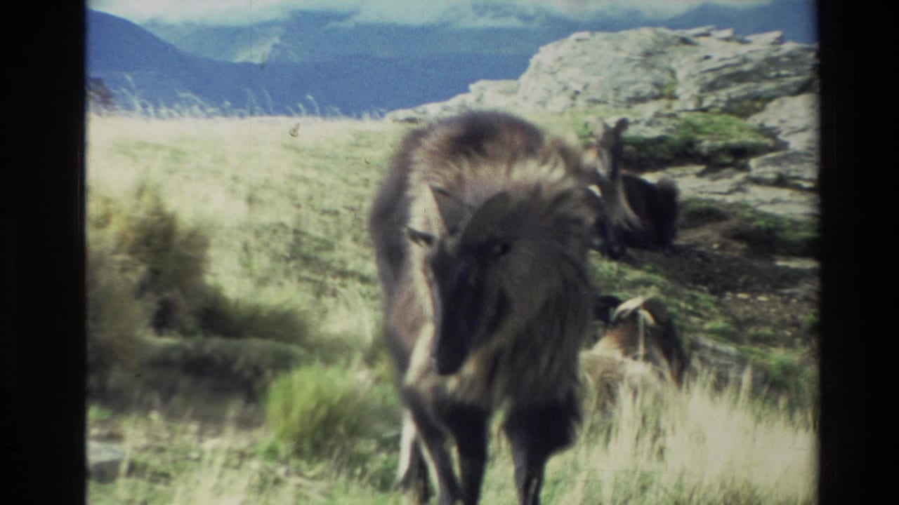 A horned goat stands close to the camera in tall grass on a New Zealand alpine slope, with rock and distant mountains behind it.