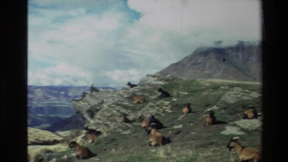 Multiple goats rest across rocky alpine ledges in New Zealand, overlooking a broad valley under a partly cloudy sky.