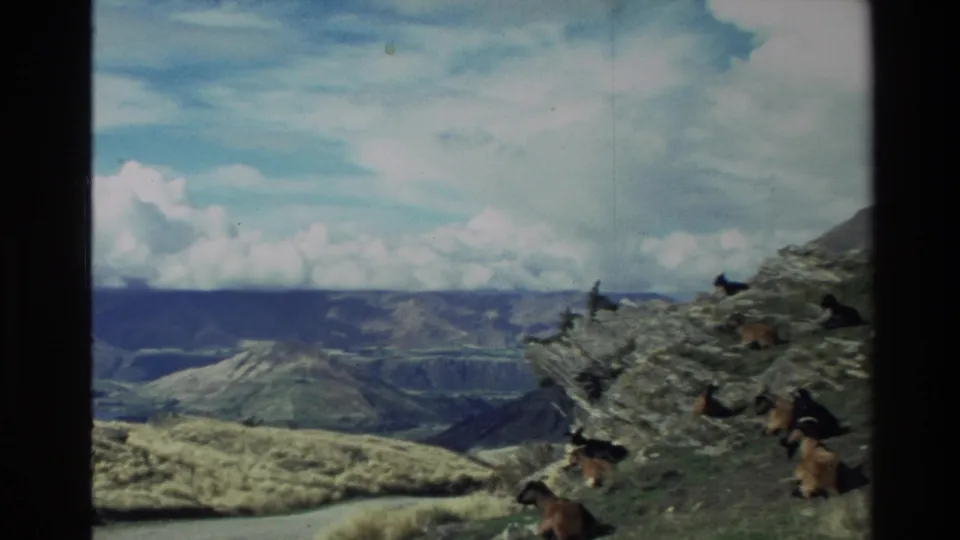 A wider 8mm frame shows goats on a rock-strewn New Zealand hillside, with layered mountains and clouds in the background.
