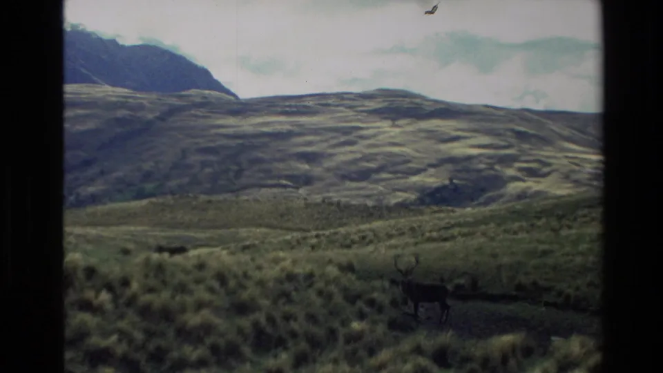 A lone goat appears on a grassy New Zealand high-country slope, with rolling mountain ridges and pale sky behind it.