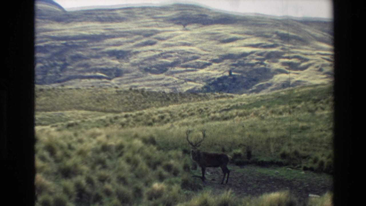 1982 New Zealand 8mm frame showing a stag in profile on open grassland below rolling hills.