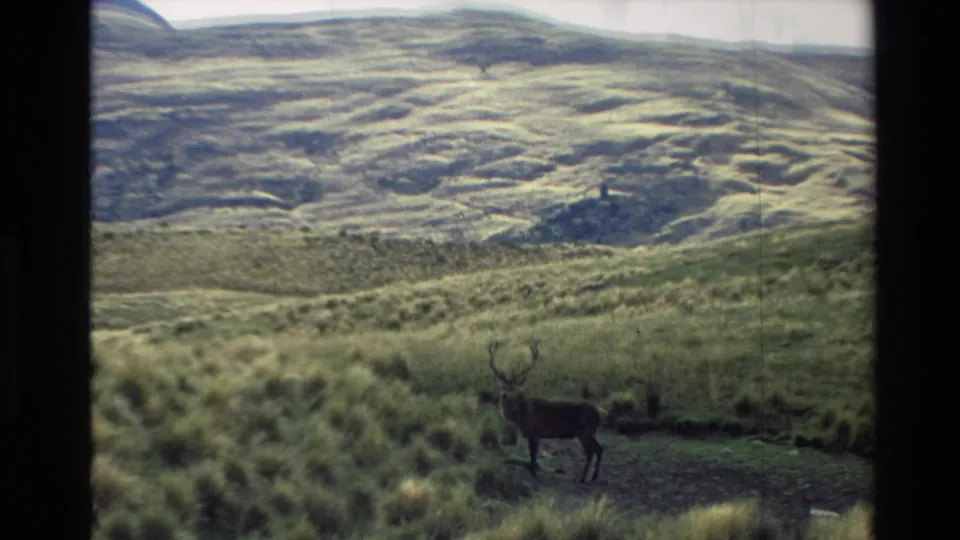 1982 New Zealand 8mm frame showing a stag in profile on open grassland below rolling hills.
